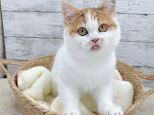 新潟県のハーフ猫・ミックス猫 (かねだいペットトライアル魚沼/2025年8月19日生まれ/女の子/キャリコ)の子猫の3枚目の画像