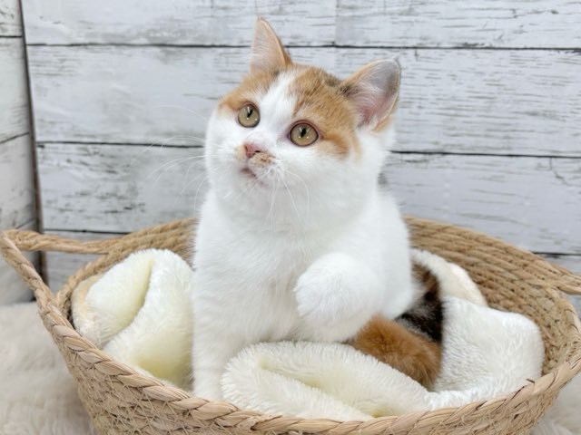 新潟県のハーフ猫・ミックス猫 (かねだいペットトライアル魚沼/2025年8月19日生まれ/女の子/キャリコ)の子猫の4枚目の画像