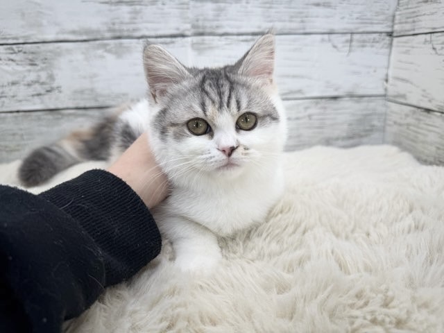 新潟県のハーフ猫・ミックス猫 (かねだいペットトライアル魚沼/2025年8月19日生まれ/女の子/シルバーキャリコ)の子猫の1枚目の画像