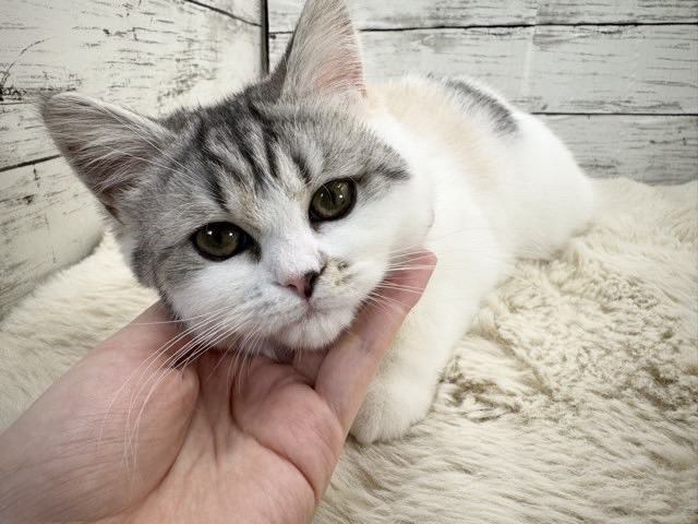 新潟県のハーフ猫・ミックス猫 (かねだいペットトライアル魚沼/2025年8月19日生まれ/女の子/シルバーキャリコ)の子猫の2枚目の画像