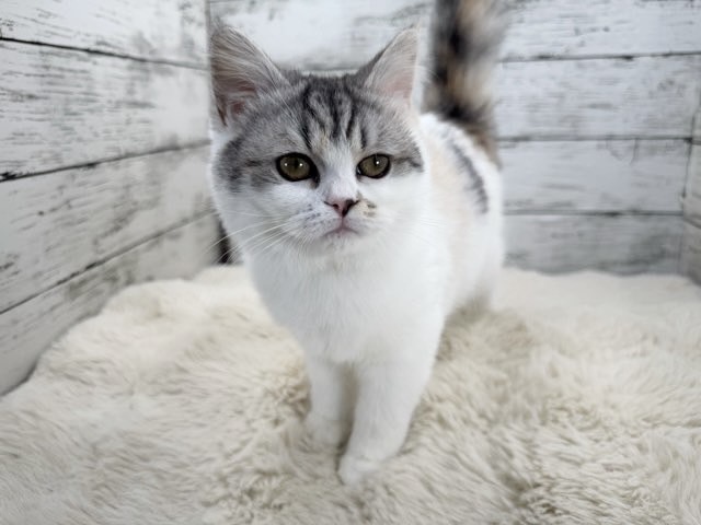 新潟県のハーフ猫・ミックス猫 (かねだいペットトライアル魚沼/2025年8月19日生まれ/女の子/シルバーキャリコ)の子猫の3枚目の画像