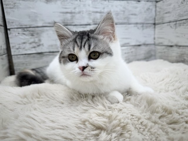 新潟県のハーフ猫・ミックス猫 (かねだいペットトライアル魚沼/2025年8月19日生まれ/女の子/シルバーキャリコ)の子猫の4枚目の画像