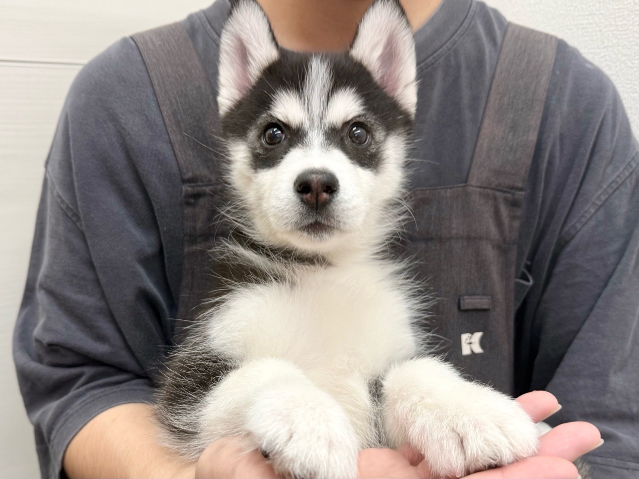 東京都のシベリアンハスキー (かねだい青梅店/2025年11月3日生まれ/女の子/ブラックホワイト)の子犬の2枚目の画像