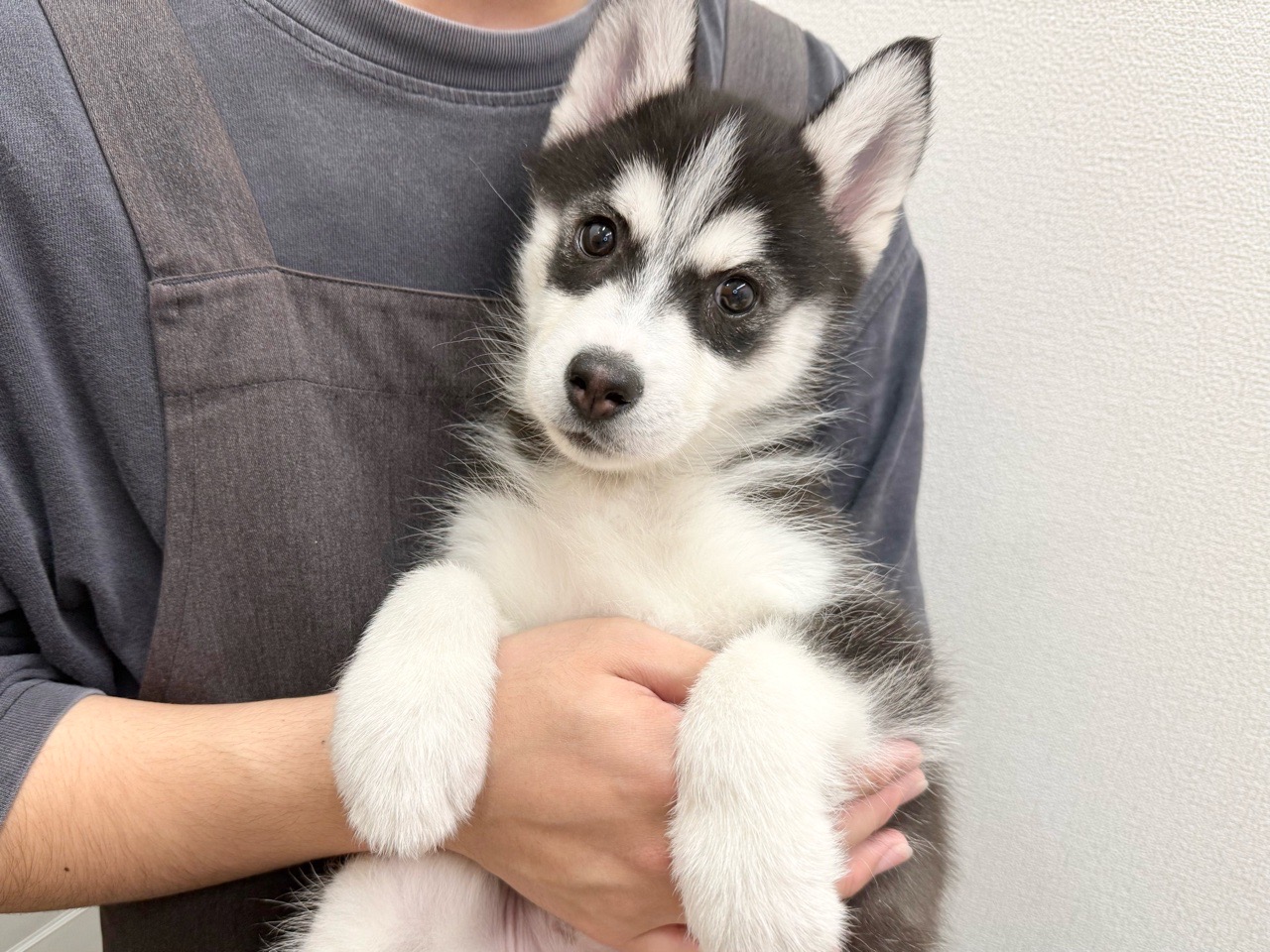 東京都のシベリアンハスキー (かねだい青梅店/2025年11月3日生まれ/女の子/ブラックホワイト)の子犬の3枚目の画像