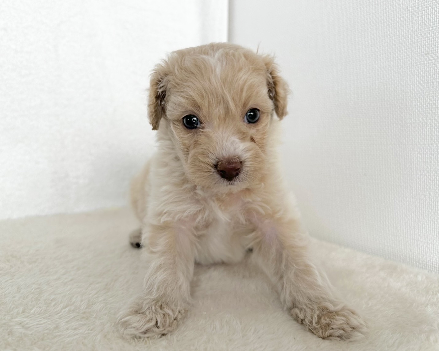 群馬県のポメプー(ポメラニアン×プードル) (かねだいペットトライアル桐生/2025年10月29日生まれ/男の子/クリーム)の子犬の1枚目の画像