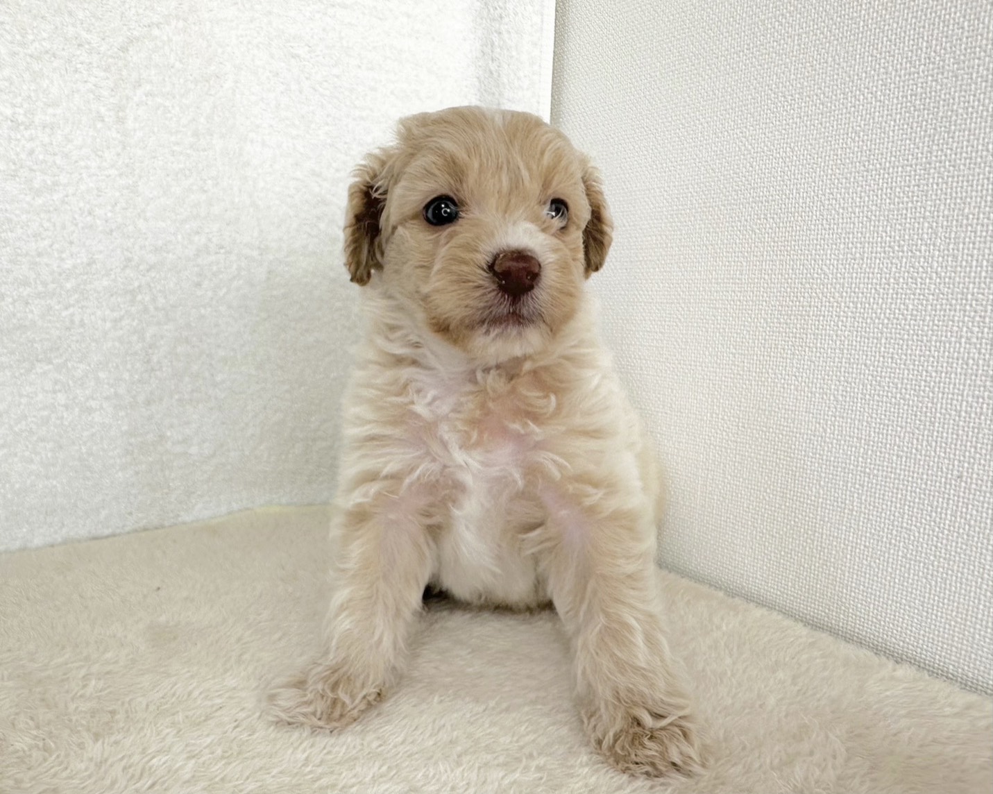 群馬県のポメプー(ポメラニアン×プードル) (かねだいペットトライアル桐生/2025年10月29日生まれ/男の子/クリーム)の子犬の3枚目の画像