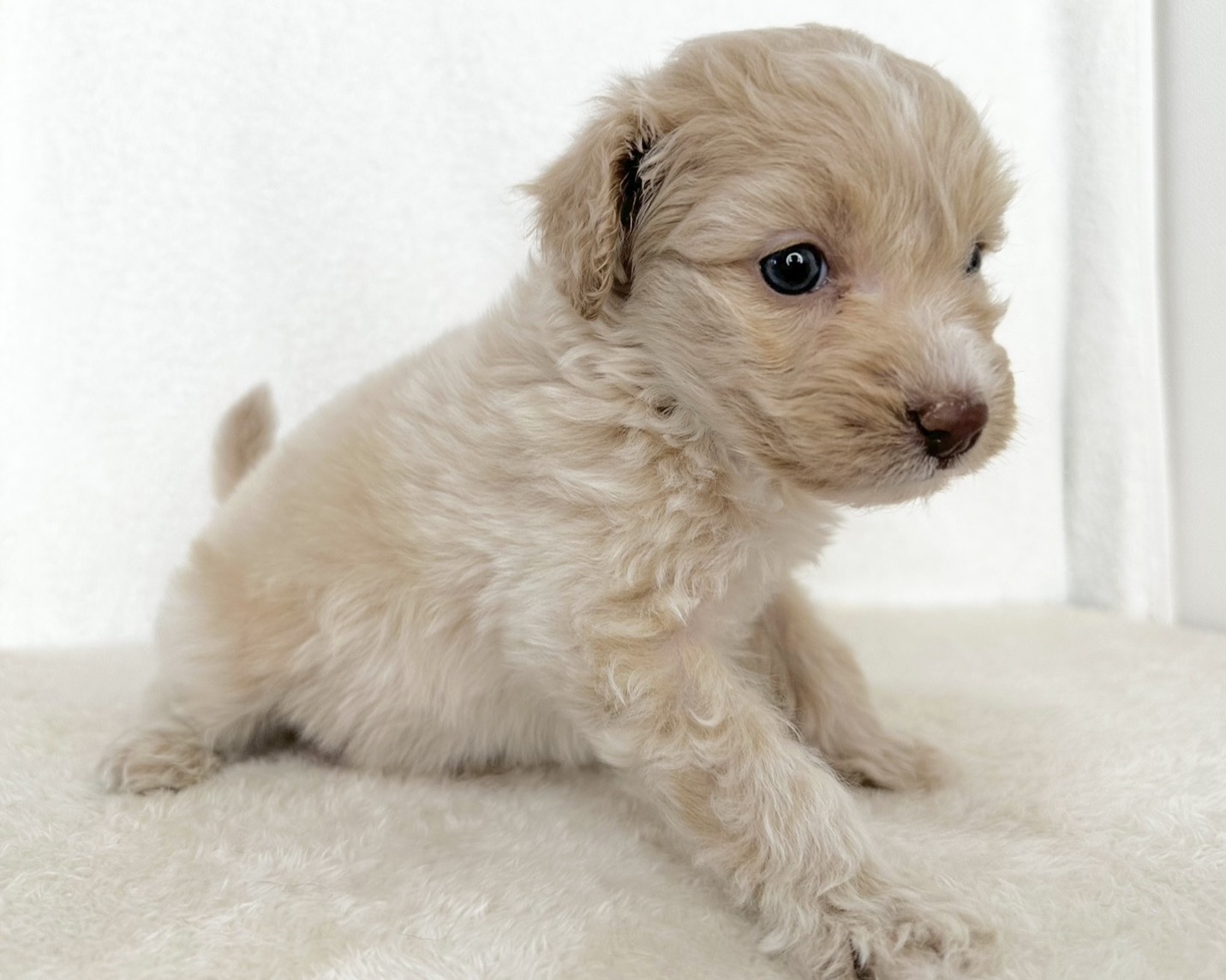 群馬県のポメプー(ポメラニアン×プードル) (かねだいペットトライアル桐生/2025年10月29日生まれ/男の子/クリーム)の子犬の2枚目の画像