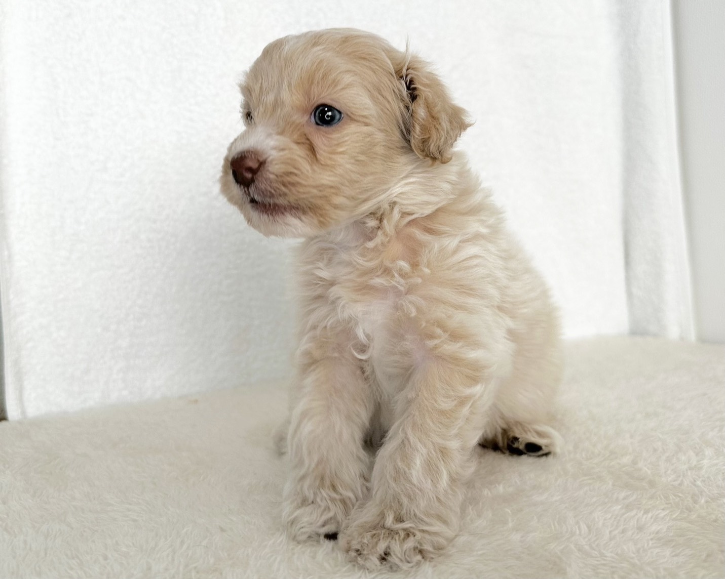 群馬県のポメプー(ポメラニアン×プードル) (かねだいペットトライアル桐生/2025年10月29日生まれ/男の子/クリーム)の子犬の4枚目の画像