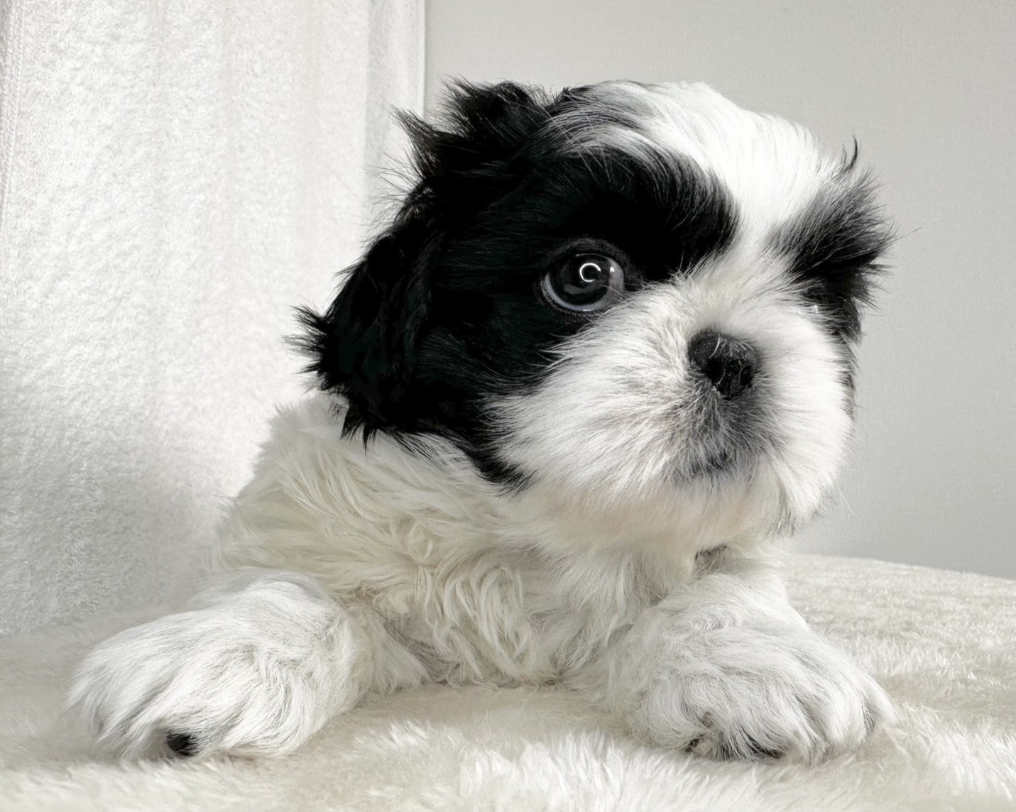 群馬県のペキニーズ×シーズー (かねだいペットトライアル桐生/2025年11月1日生まれ/女の子/ブラックホワイト)の子犬の4枚目の画像