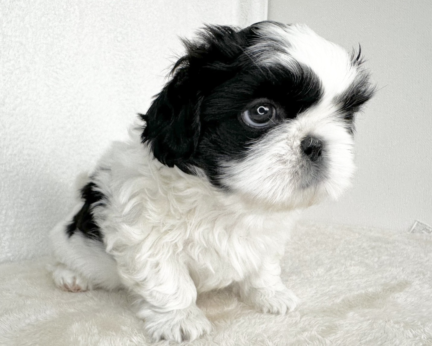 群馬県のペキニーズ×シーズー (かねだいペットトライアル桐生/2025年11月1日生まれ/女の子/ブラックホワイト)の子犬の2枚目の画像