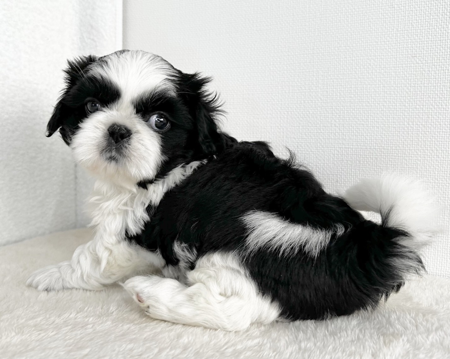 群馬県のペキニーズ×シーズー (かねだいペットトライアル桐生/2025年11月1日生まれ/女の子/ブラックホワイト)の子犬の3枚目の画像