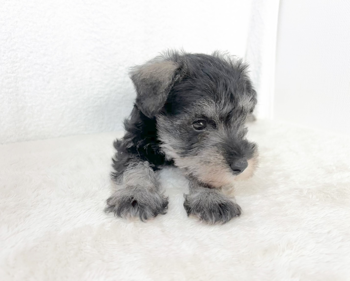 群馬県のミニチュアシュナウザー (かねだいペットトライアル桐生/2025年11月3日生まれ/男の子/ソルトペッパー)の子犬の4枚目の画像