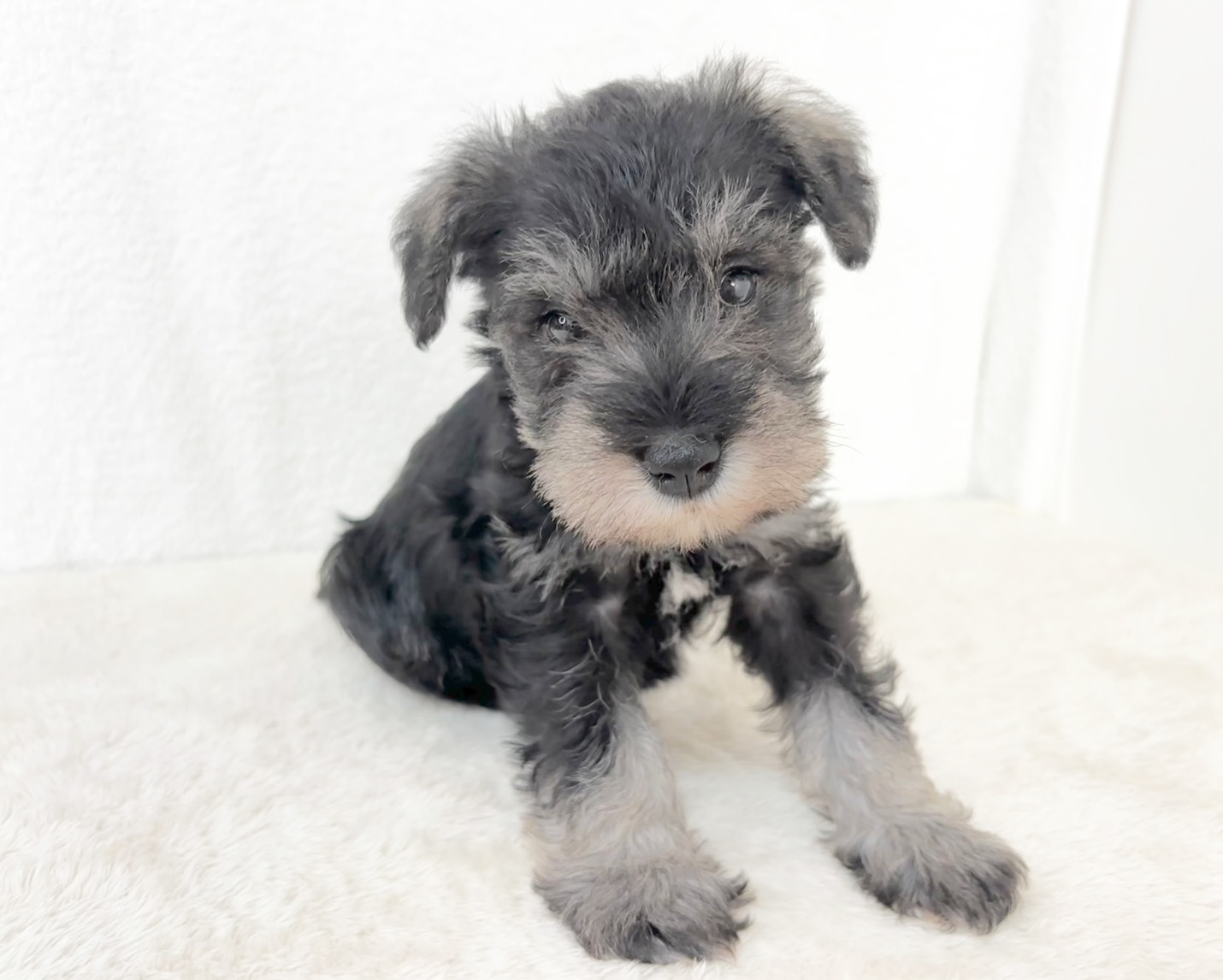 群馬県のミニチュアシュナウザー (かねだいペットトライアル桐生/2025年11月3日生まれ/男の子/ソルトペッパー)の子犬の1枚目の画像