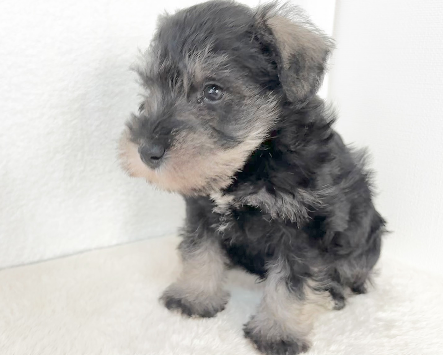群馬県のミニチュアシュナウザー (かねだいペットトライアル桐生/2025年11月3日生まれ/男の子/ソルトペッパー)の子犬の2枚目の画像