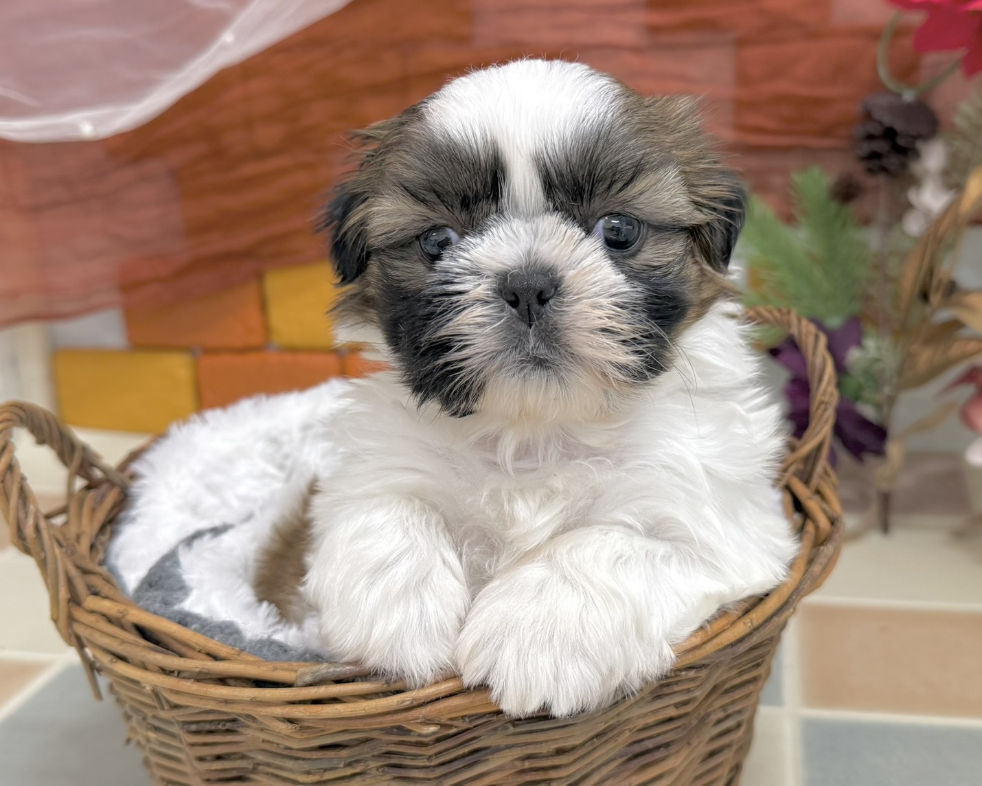 群馬県のシーズー (かねだいペットトライアル前橋/2025年11月3日生まれ/男の子/ホワイトゴールド)の子犬の1枚目の画像