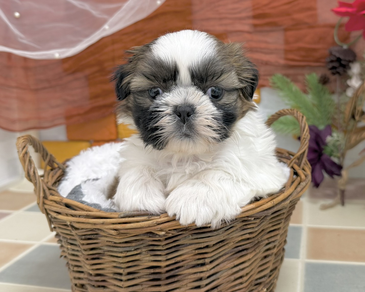 群馬県のシーズー (かねだいペットトライアル前橋/2025年11月3日生まれ/男の子/ホワイトゴールド)の子犬の2枚目の画像