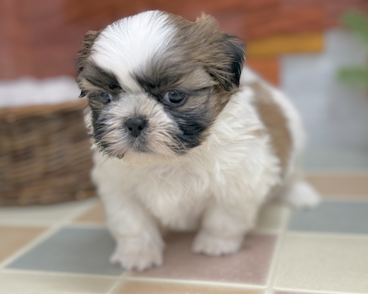 群馬県のシーズー (かねだいペットトライアル前橋/2025年11月3日生まれ/男の子/ホワイトゴールド)の子犬の3枚目の画像