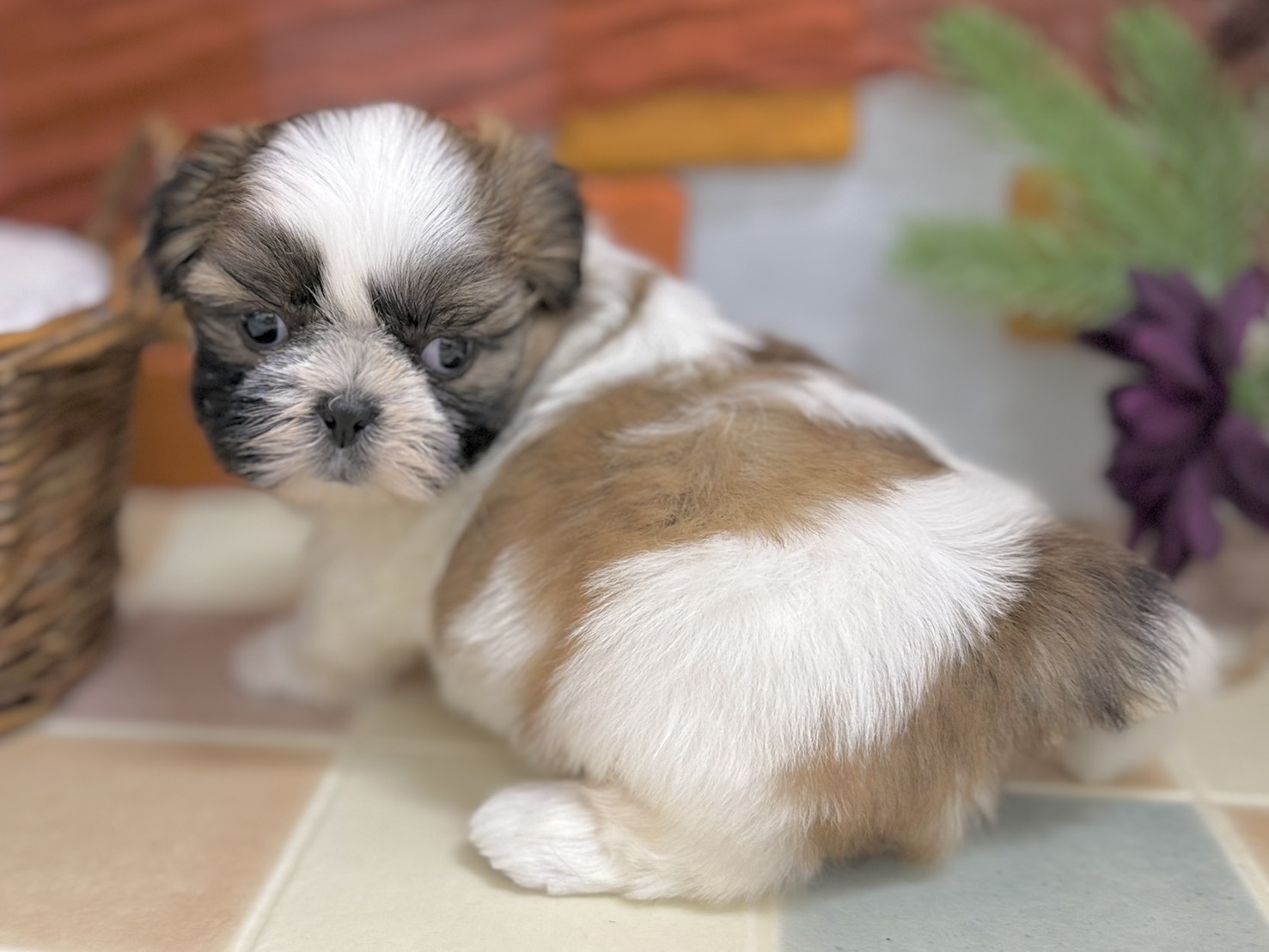 群馬県のシーズー (かねだいペットトライアル前橋/2025年11月3日生まれ/男の子/ホワイトゴールド)の子犬の4枚目の画像