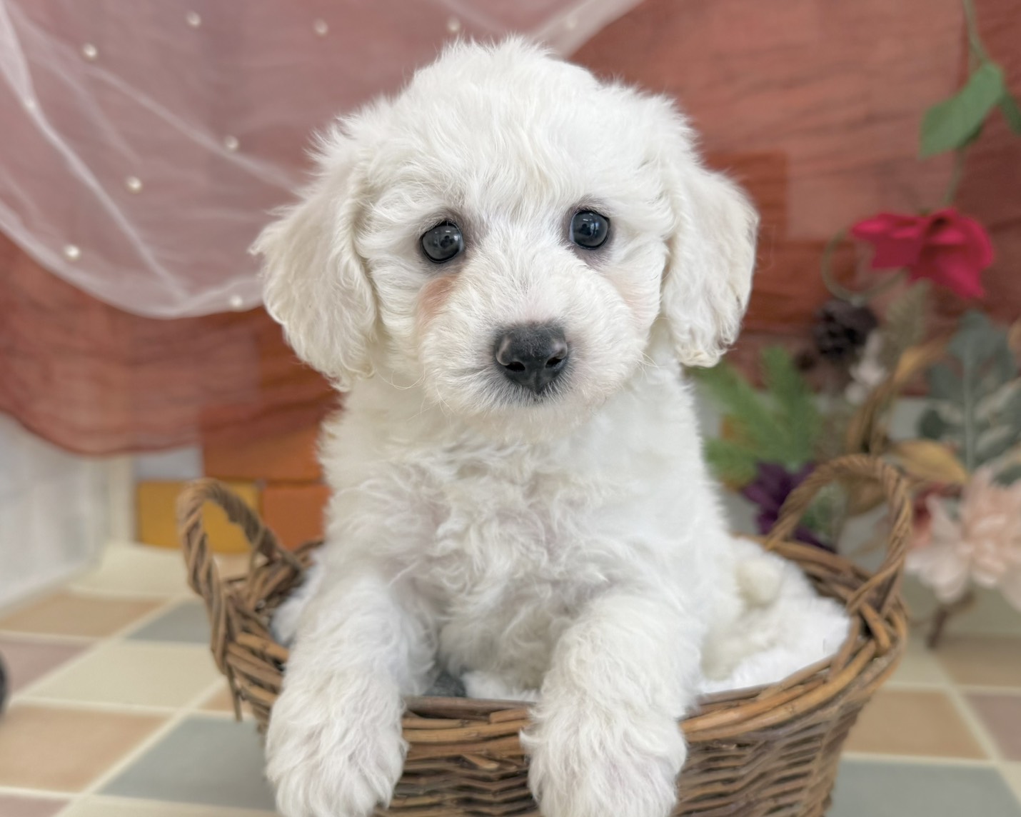 群馬県のビションフリーゼ (かねだいペットトライアル前橋/2025年11月2日生まれ/女の子/ホワイト)の子犬の1枚目の画像