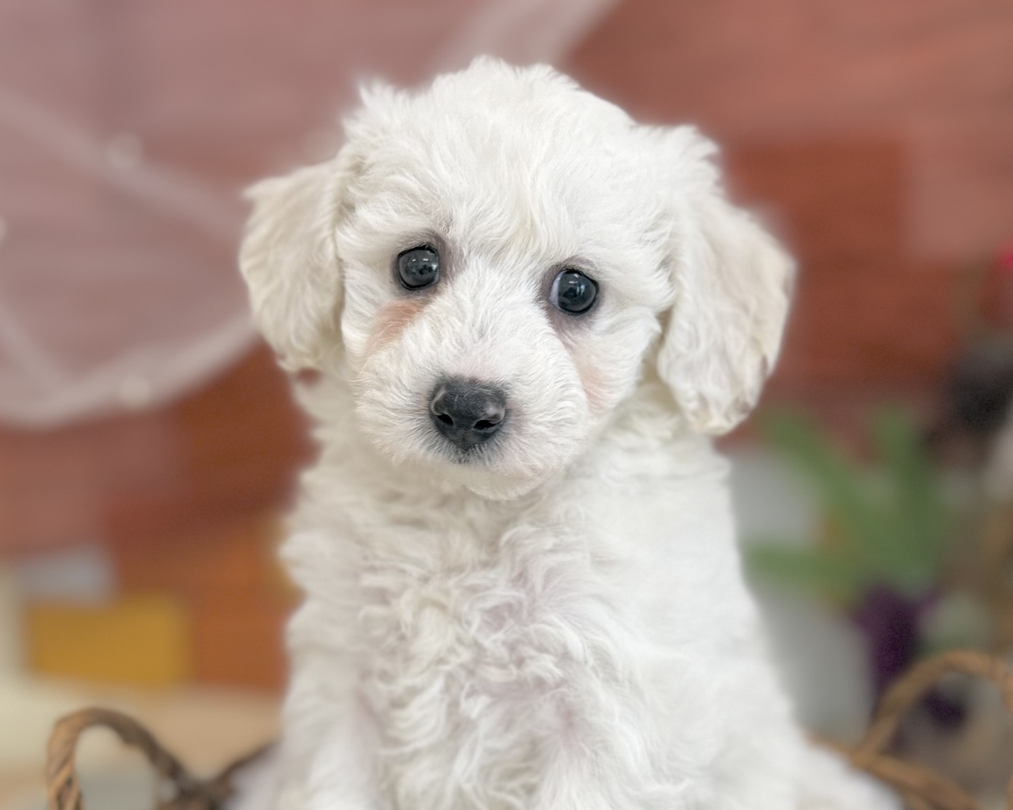 群馬県のビションフリーゼ (かねだいペットトライアル前橋/2025年11月2日生まれ/女の子/ホワイト)の子犬の2枚目の画像