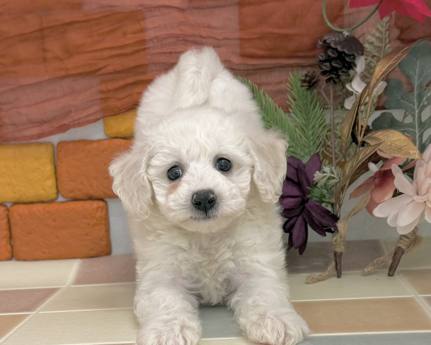 群馬県のビションフリーゼ (かねだいペットトライアル前橋/2025年11月2日生まれ/女の子/ホワイト)の子犬の4枚目の画像