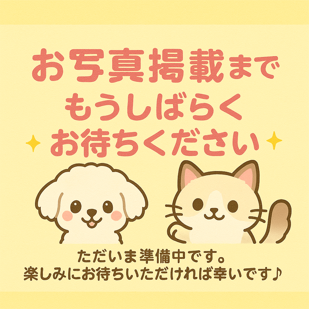 群馬県のスコティッシュフォールド (かねだいペットトライアル桐生/2025年10月28日生まれ/男の子/クリーム)の子猫