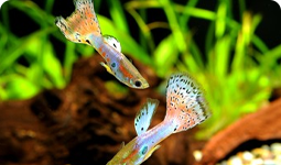 メダカ・金魚ブログ