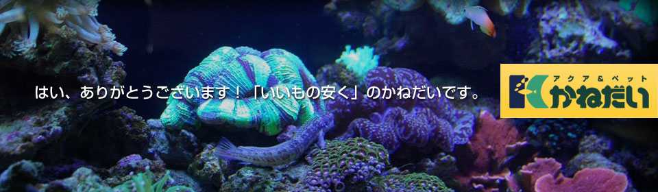 熱帯魚から犬猫 爬虫類までなんでも アクア ペット かねだい いいもの安く のかねだいです