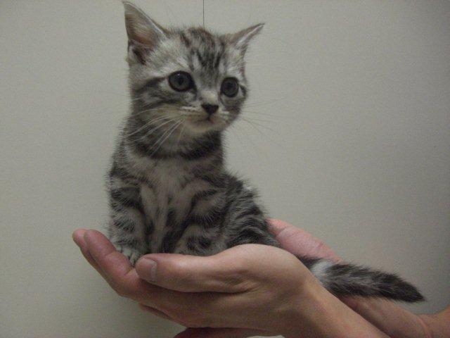 ワンちゃんネコちゃん入荷情報 八千代店 アクア ペット かねだい ワンちゃんネコちゃん入荷情報 八千代店 アクア ペット かねだい