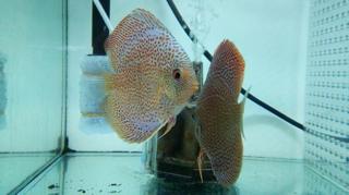 みぃ　　904545サマーセール品　お急ぎ 8月13日（土）14日（日）今一番ほしいものセール！！ | アクア