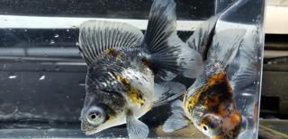 7月10日 土 11日 日 今一番欲しいものセール 熱帯魚 爬虫類 セール 激安 アクア ペット かねだい 7月10日 土 11日 日 今一番欲しいものセール 熱帯魚 爬虫類 セール 激安 アクア ペット かねだい