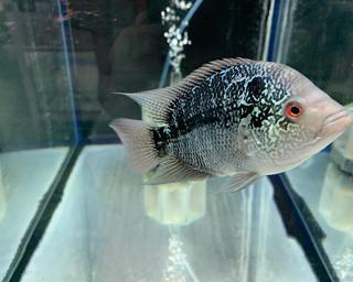 10月2日 土 3日 日 割引クーポン券セール 熱帯魚 爬虫類 セール 激安 アクア ペット かねだい 10月2日 土 3日 日 割引クーポン券セール 熱帯魚 爬虫類 セール 激安 アクア ペット かねだい