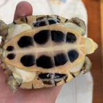 熱帯魚から犬猫 爬虫類までなんでも アクア ペット かねだい いいもの安く のかねだいです 熱帯魚から犬猫 爬虫類までなんでも アクア ペット かねだい いいもの安く のかねだいです