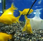 熱帯魚から犬猫 爬虫類までなんでも アクア ペット かねだい いいもの安く のかねだいです 熱帯魚から犬猫 爬虫類までなんでも アクア ペット かねだい いいもの安く のかねだいです