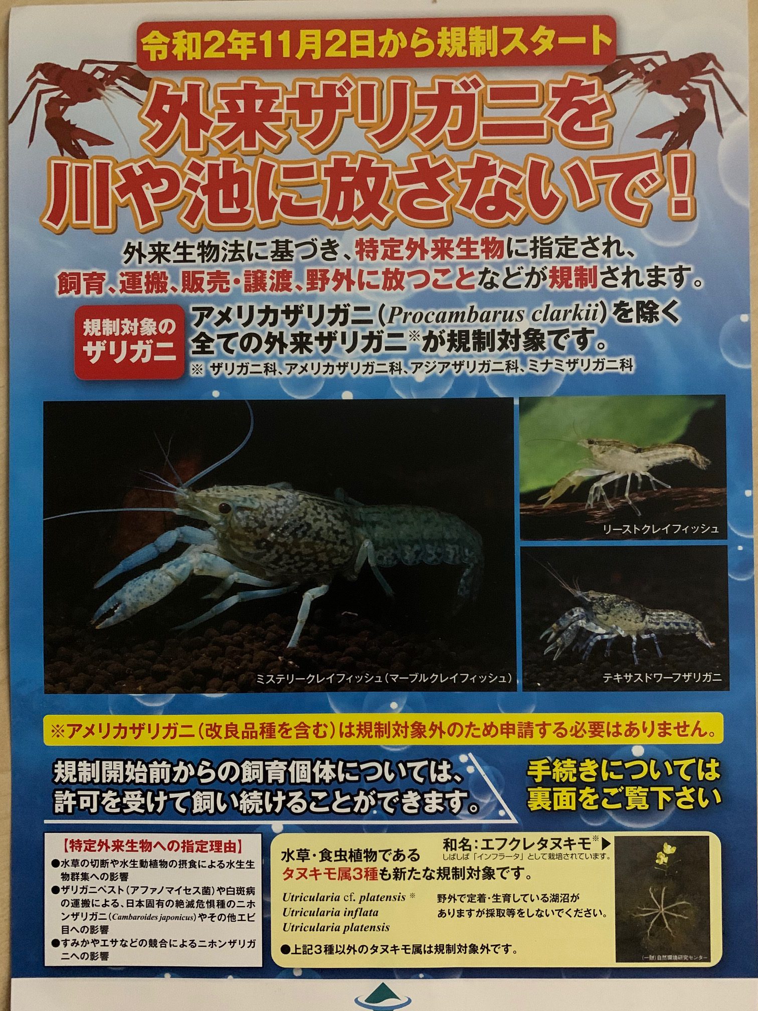 外来ザリガニの飼育 販売 放流などができなくなります アメリカザリガニ以外 アクア ペット かねだい