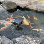 熱帯魚から犬猫 爬虫類までなんでも アクア ペット かねだい いいもの安く のかねだいです