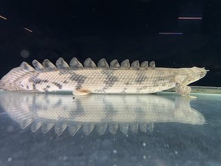 熱帯魚から犬猫 爬虫類までなんでも アクア ペット かねだい いいもの安く のかねだいです 熱帯魚から犬猫 爬虫類までなんでも アクア ペット かねだい いいもの安く のかねだいです