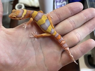 飼いきれなくなってしまった生体を引き取り・買取*致します
