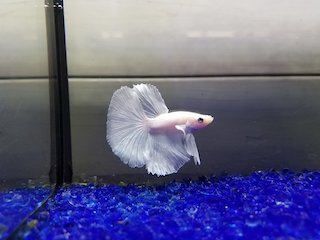 9月23日 木 割引クーポン券セール 熱帯魚 爬虫類 セール 激安 アクア ペット かねだい 9月23日 木 割引クーポン券セール 熱帯魚 爬虫類 セール 激安 アクア ペット かねだい