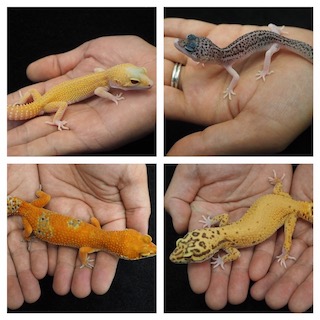 レオパ大量入荷！ 熱帯魚サンパウロ、EU便入荷! ディスカス各種入荷 ...