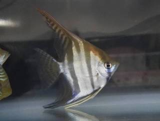 １月２９日 土 ３０日 日 1点限り15 Offクーポン券セール 爬虫類 熱帯魚 セール 安い アクア ペット かねだい