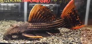 ３月２６日 土 ２７日 日 1点限り15 Offクーポン券セール 爬虫類 熱帯魚 セール 安い アクア ペット かねだい